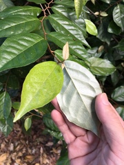 Elaeagnus triflora