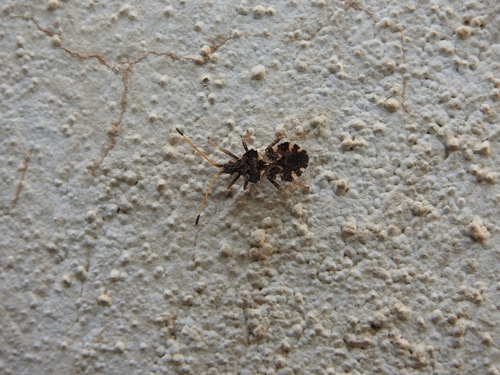Centrocoris variegatus