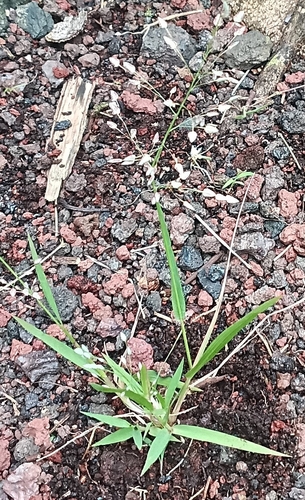 Eragrostis unioloides observed 2026-04-12
