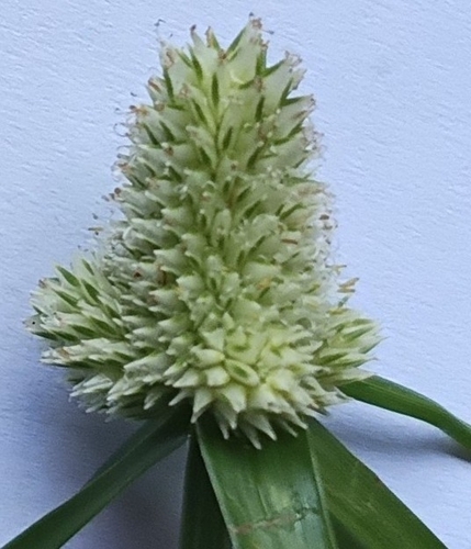 Cyperus sesquiflorus observed 2026-05-24