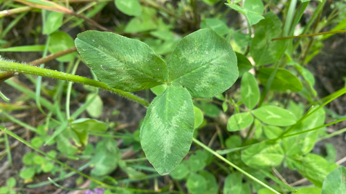 Red Clover