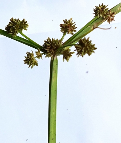 Cyperus difformis observed 2026-05-24