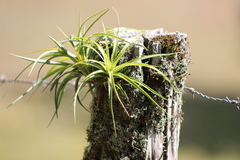 Aechmea recurvata