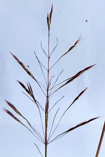 Chrysopogon aciculatus observed 2026-05-24