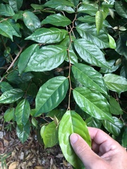 Elaeagnus triflora