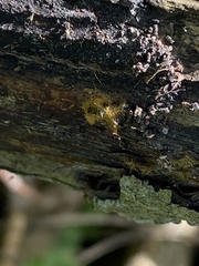 Piloderma