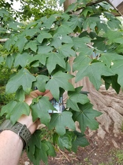 Acer leucoderme