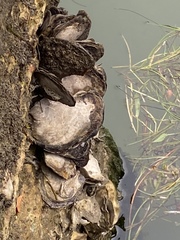 Isognomon alatus