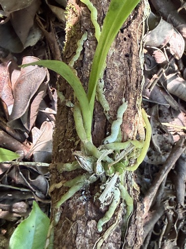Polystachya concreta observed 2026-06-21
