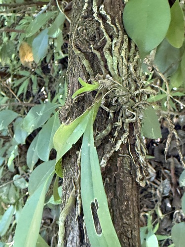 Polystachya concreta observed 2026-06-21