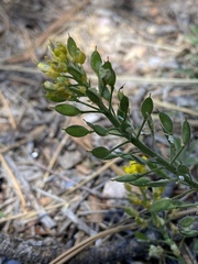 Draba asprella