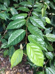 Elaeagnus triflora