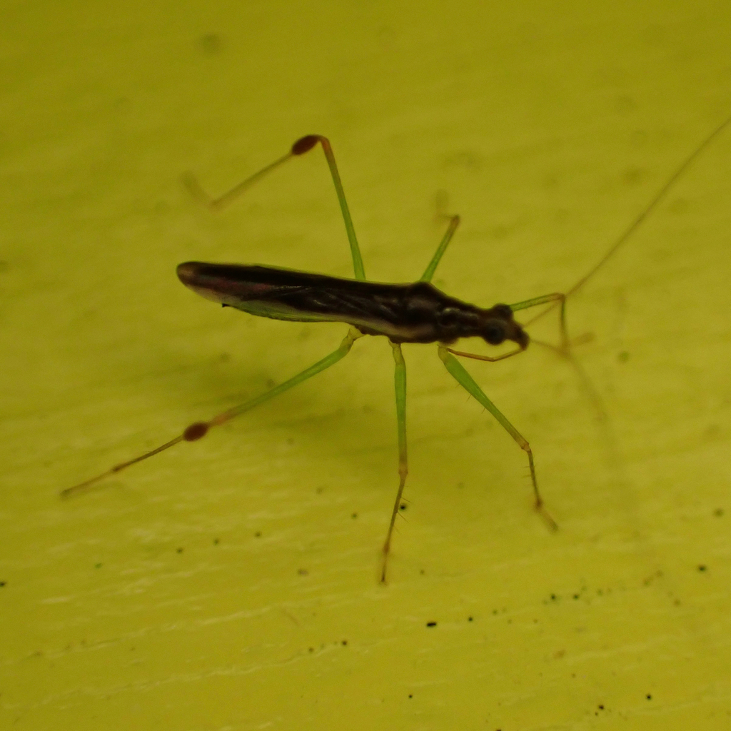 Arbela nitidula