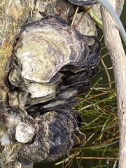 Isognomon alatus