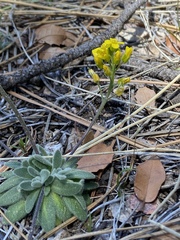 Draba asprella
