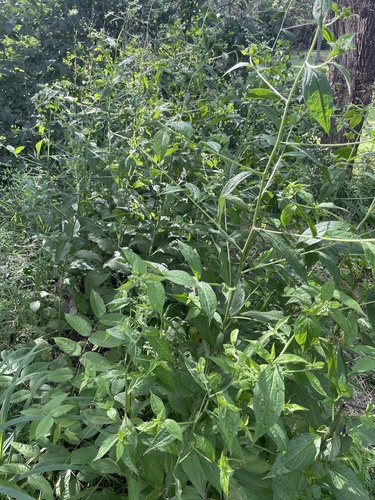 virginia stickseed