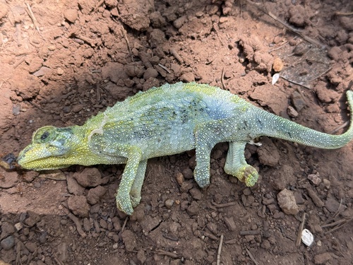 Trioceros jacksonii observed 2026-06-21