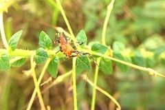 Pyrrhosphodrus caatingensis