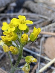 Draba asprella