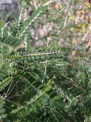 Uresiphita maorialis