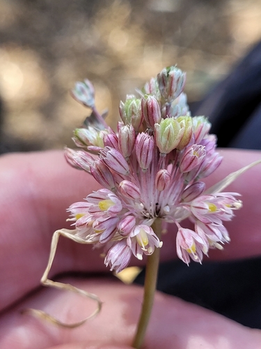 Allium antiatlanticum