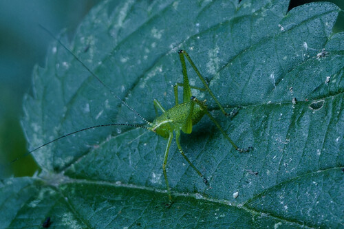 Speckled Bush-cricket