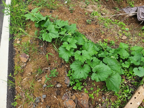 Benincasa hispida observed 2026-07-01