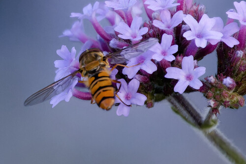 Marmalade Hover Fly