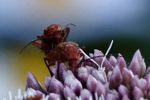 Common Red Soldier Beetle