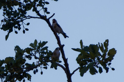European Goldfinch