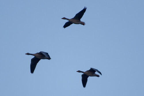 Greylag Goose
