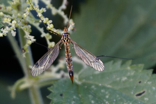 Nephrotoma guestfalica