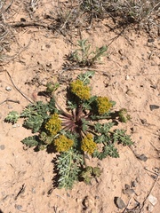 Cymopterus glomeratus