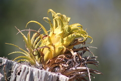 Aechmea recurvata