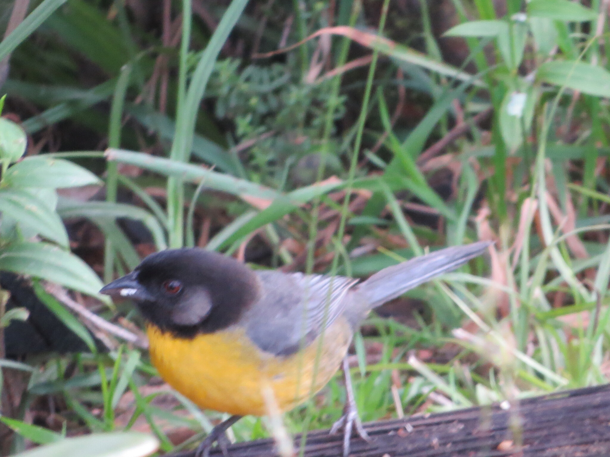 Santa Marta Brushfinch (Atlapetes melanocephalus), photo 2