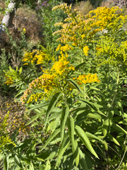 Solidago juliae