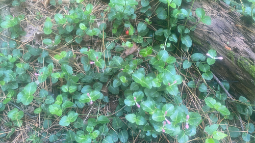 partridgeberry