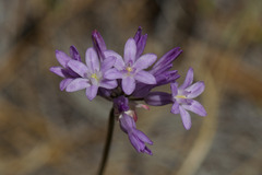 Dichelostemma multiflorum