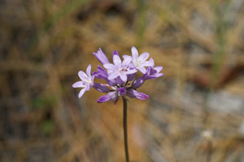 Dichelostemma multiflorum, photograph 1