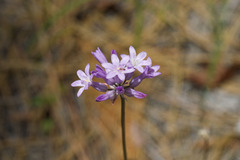 Dichelostemma multiflorum, photograph (c) Arvel Hernandez, some rights reserved (CC BY)