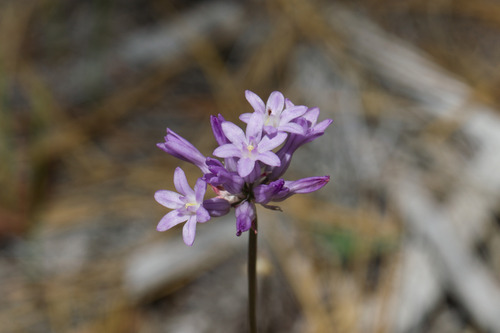 Dichelostemma multiflorum, photograph 2