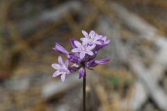 Dichelostemma multiflorum, photograph (c) Arvel Hernandez, some rights reserved (CC BY)