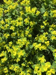 Helioscopia