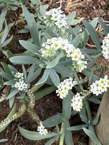 Heliotropium curassavicum observed 2026-06-21