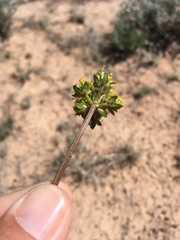 Cymopterus glomeratus