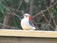 Melanerpes carolinus