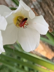 Coccobaphes frontifer