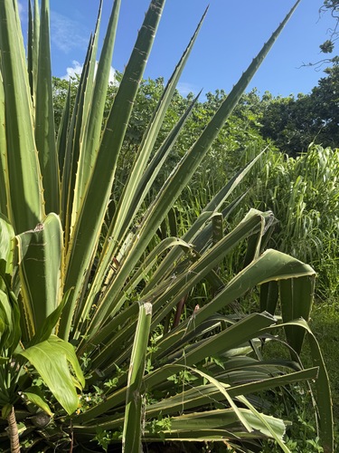 Agave, 2026-06-22