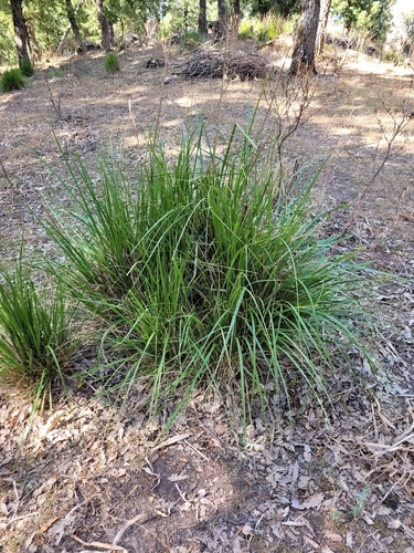 mauritanian grass