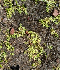 Callitriche marginata